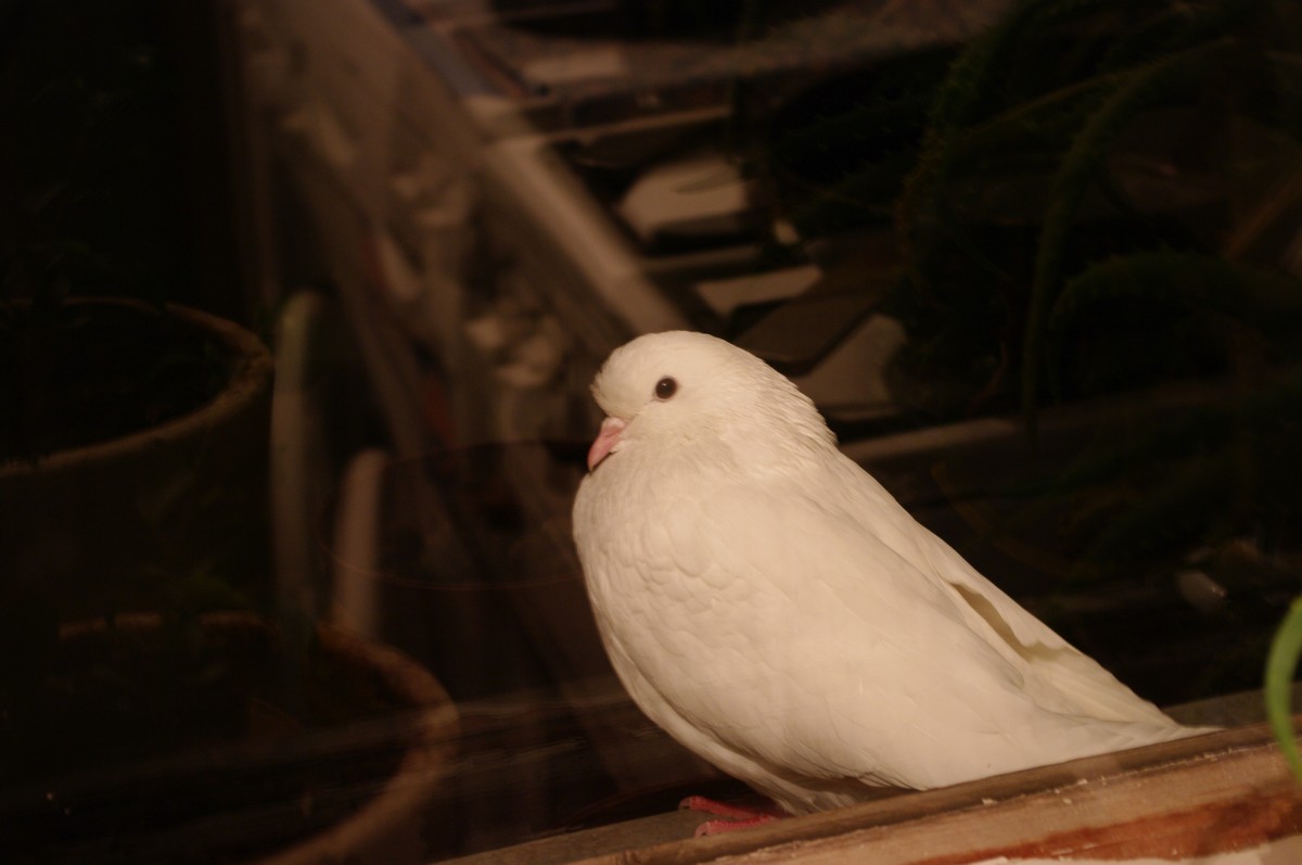 IMGP2163